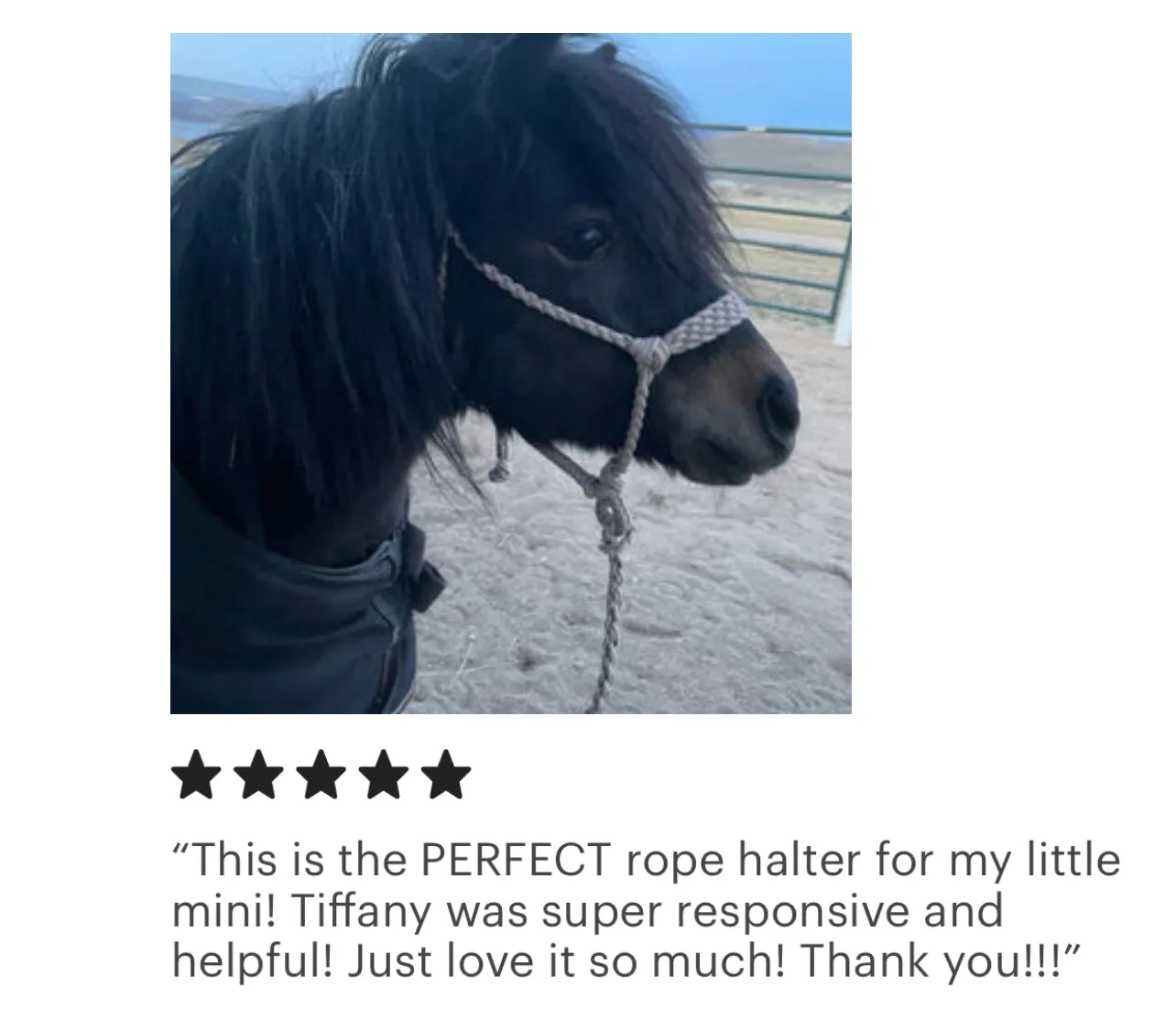 Braided horse halter with lead